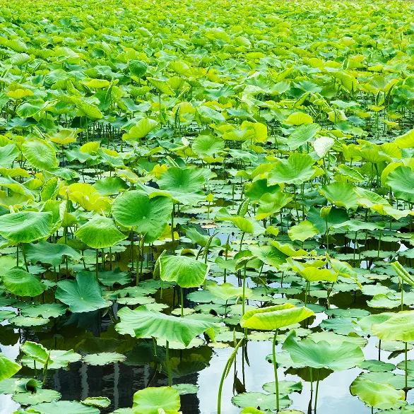 上野公園の蓮池