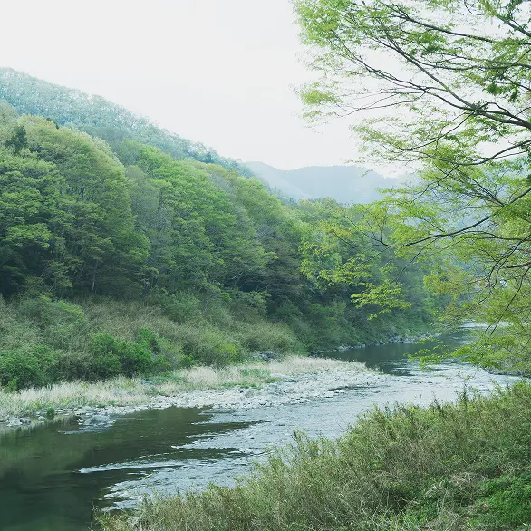 川の景色の写真